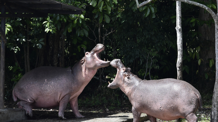 Study: Hippos Recognize Each Other's Voices