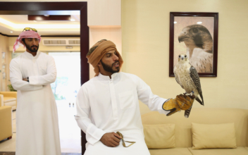 UNESCO Weighs Falconry Cultural Heritage