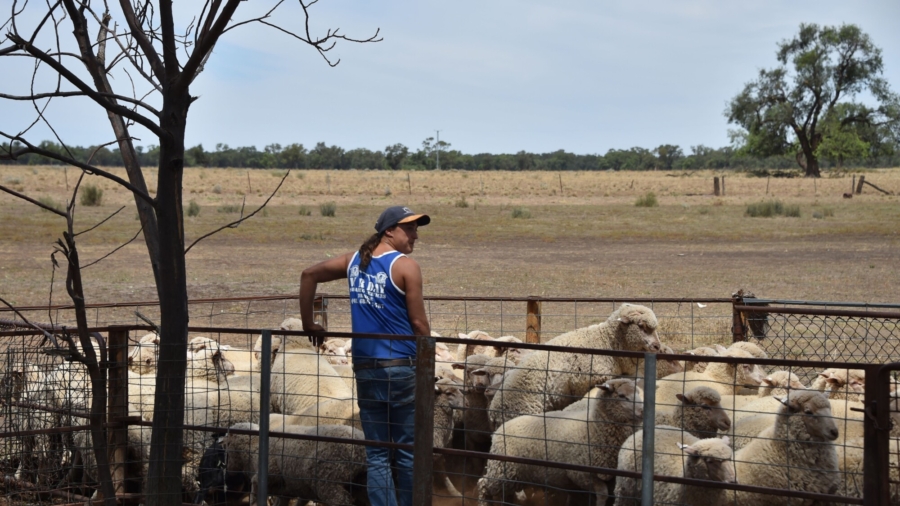 Demand Grows for Naturally-Colored Wool