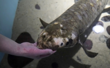Meet Methuselah, the Oldest Living Aquarium Fish