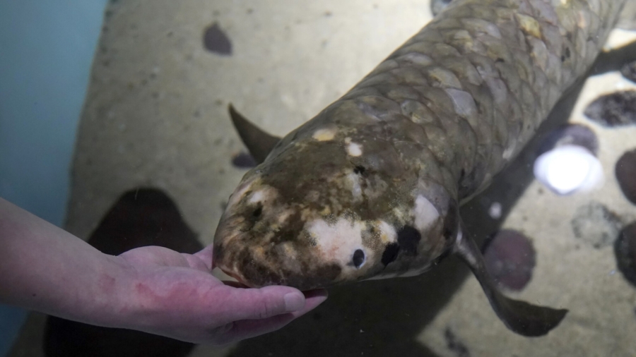 Meet Methuselah, the Oldest Living Aquarium Fish