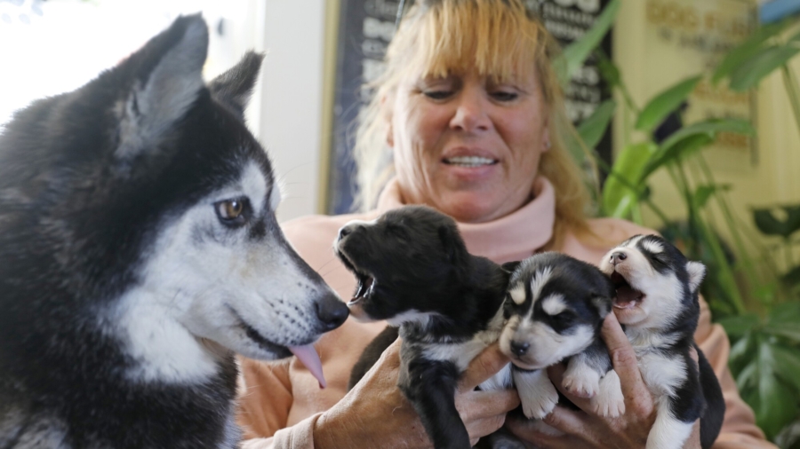 6 Puppies Stolen From Virginia Pet Salon; 2 Still Missing