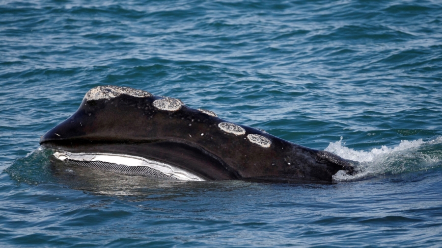 Baby Whale Genetic Testing May Help Save Species, Study Says
