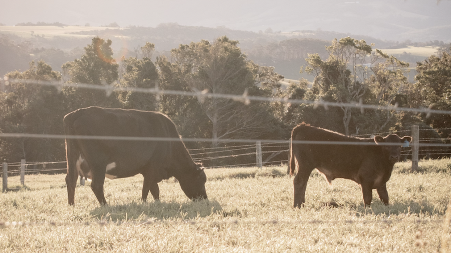 Australian Family Farms Buy Back Land
