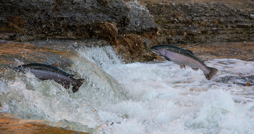 Coho Salmon Welcome California Rains
