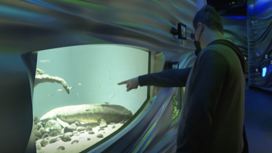 Meet Methuselah, the Oldest Aquarium Fish