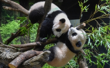 Twin Panda Cubs Debut at Tokyo Zoo, Woo Devoted Fans