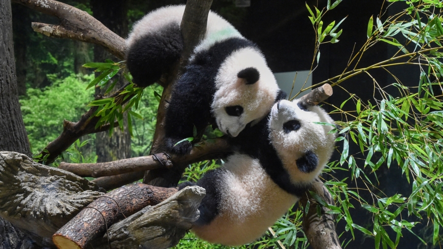 Twin Panda Cubs Debut at Tokyo Zoo, Woo Devoted Fans