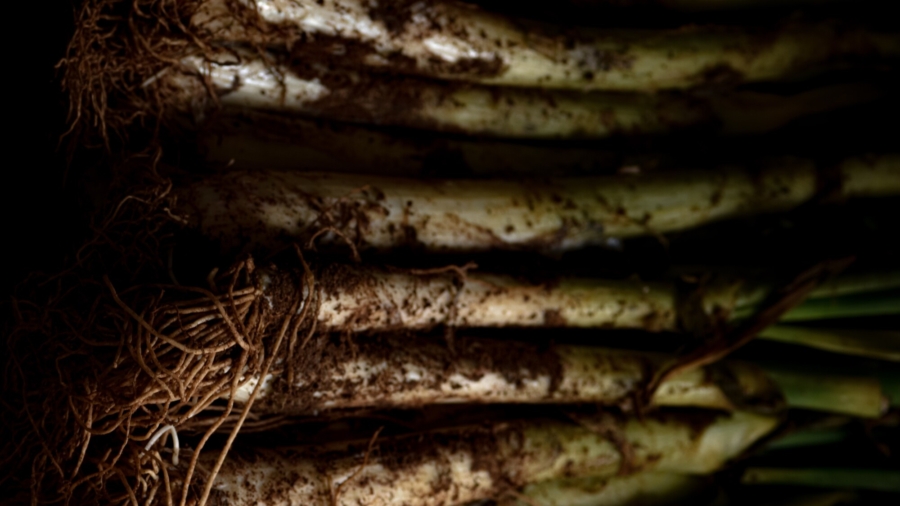 Spanish City Celebrates Calcotada Season