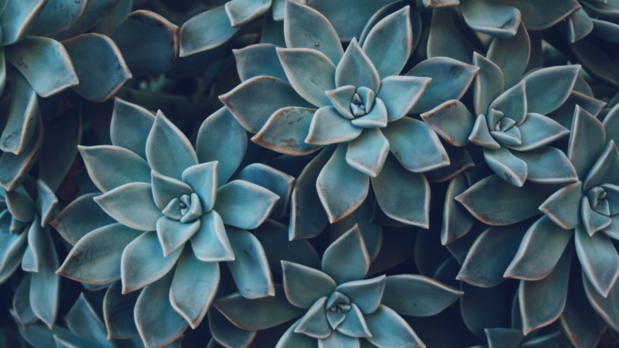 Succulent Poacher Gets 2 Years in Prison