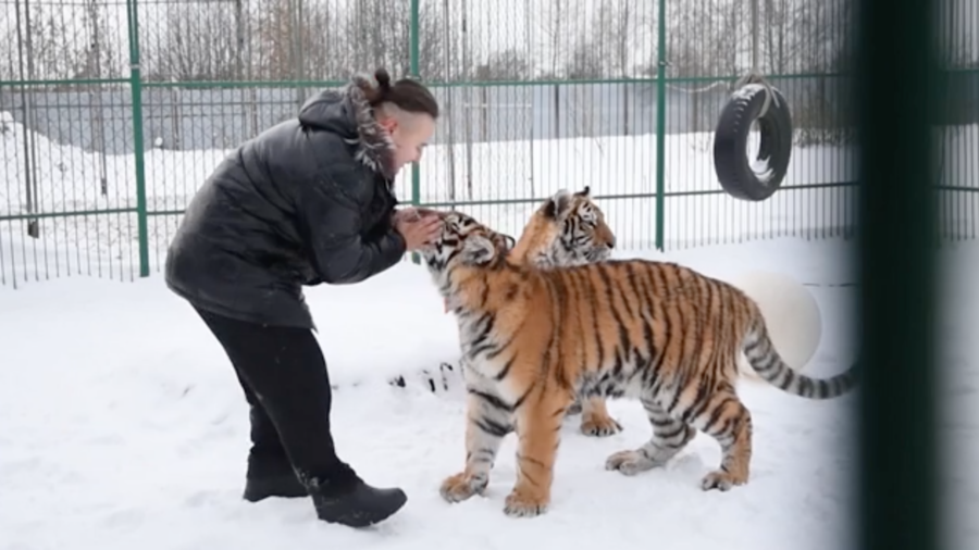 Russian Circus Performer Rescues Tigers