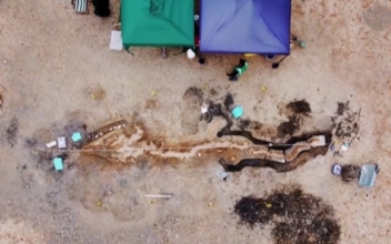Huge Fossilized ‘Sea Dragon’ Found in Rutland