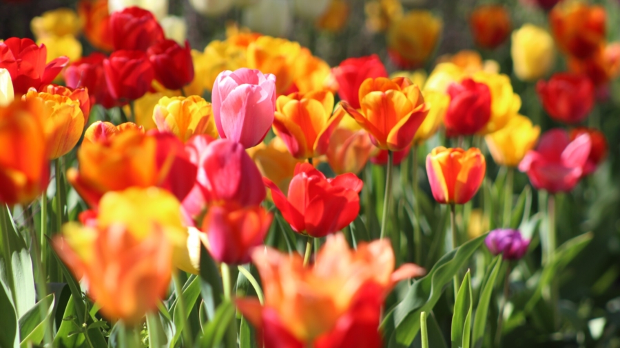 Hong Kong Flower Farmer Burns Unsold Stock