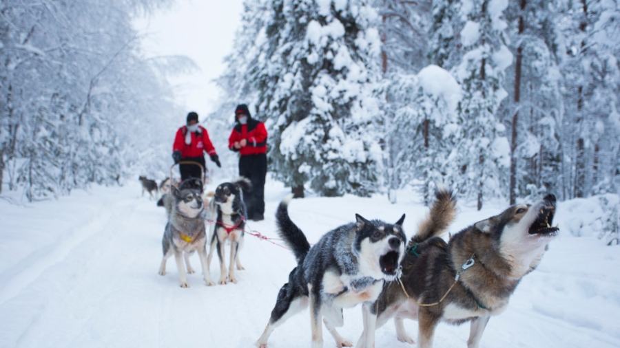 Russia's Fominskie Paws Dogsled Races