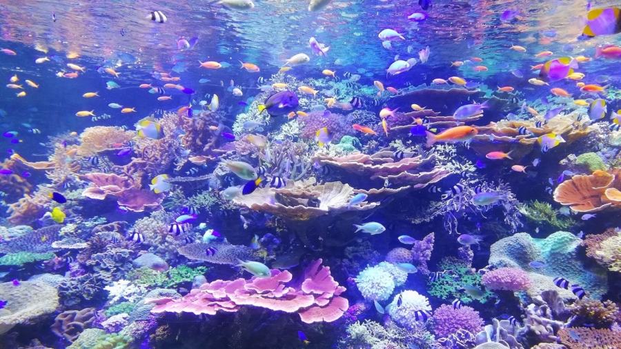 Pristine Coral Reef Found Off Tahiti