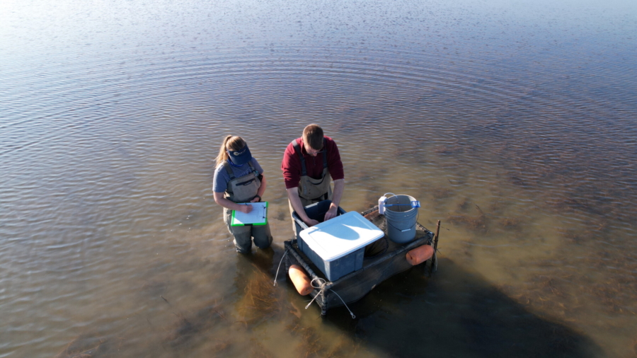 Rice Farmers Turn Fields Into Salmon Habitat