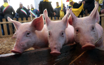 Italy Appoints Commissioner to Deal With Swine Fever Outbreak
