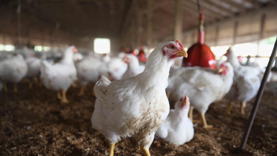 Highly Lethal Bird Flu Spreads to Iowa Backyard Poultry Flock