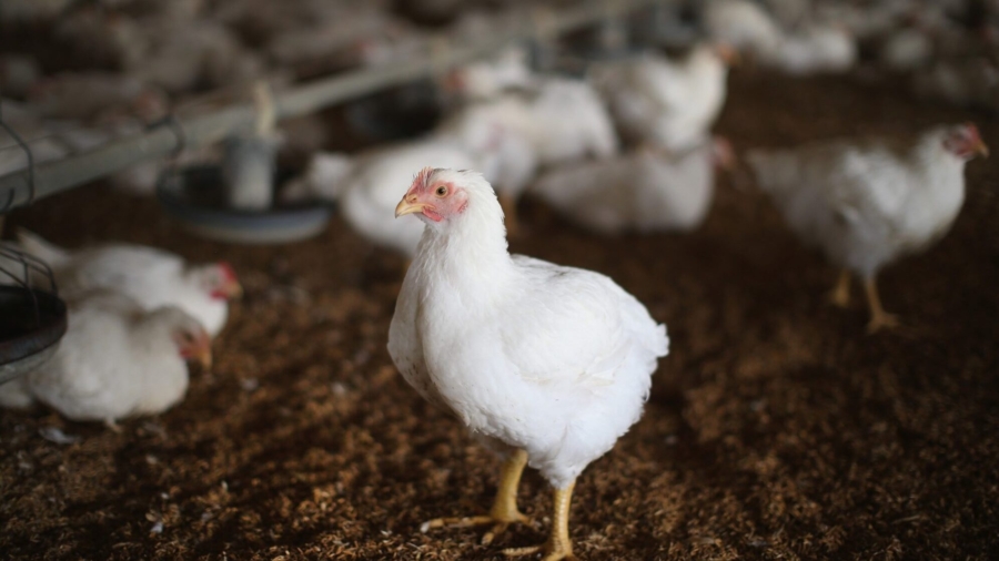 ‘Highly Pathogenic’ Bird Flu Detected Near New York City, Farmers on Alert
