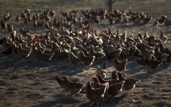 US Detects Highly Lethal Bird Flu in Tyson Foods Chickens