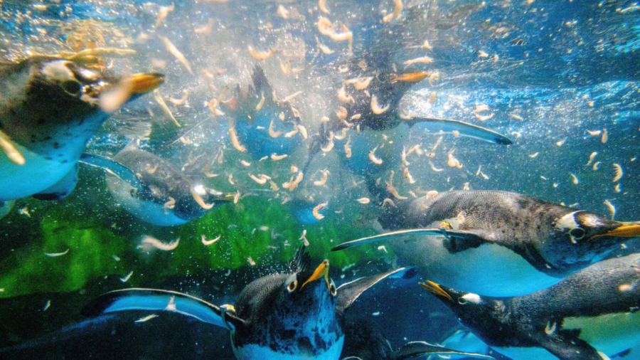Krill Fishery Threatens Antarctic Wildlife