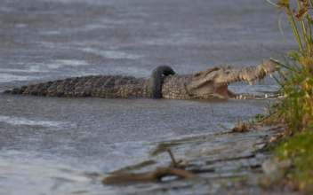 Indonesia Frees Croc From Tire Stuck on Its Neck for 6 Years