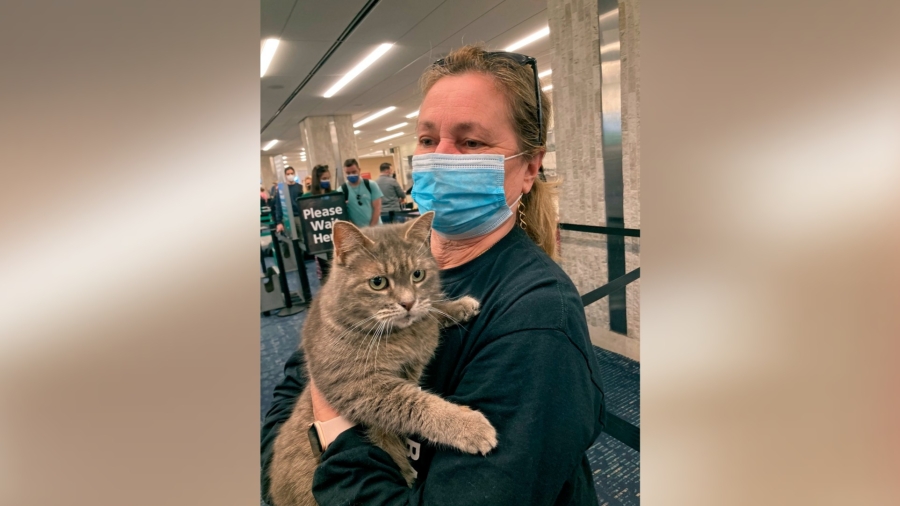 Snowbird Kitty: Lost Cat Heads Home to Maine—From Florida