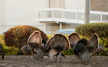 Turkeys Roosting at NASA Ames Research Center
