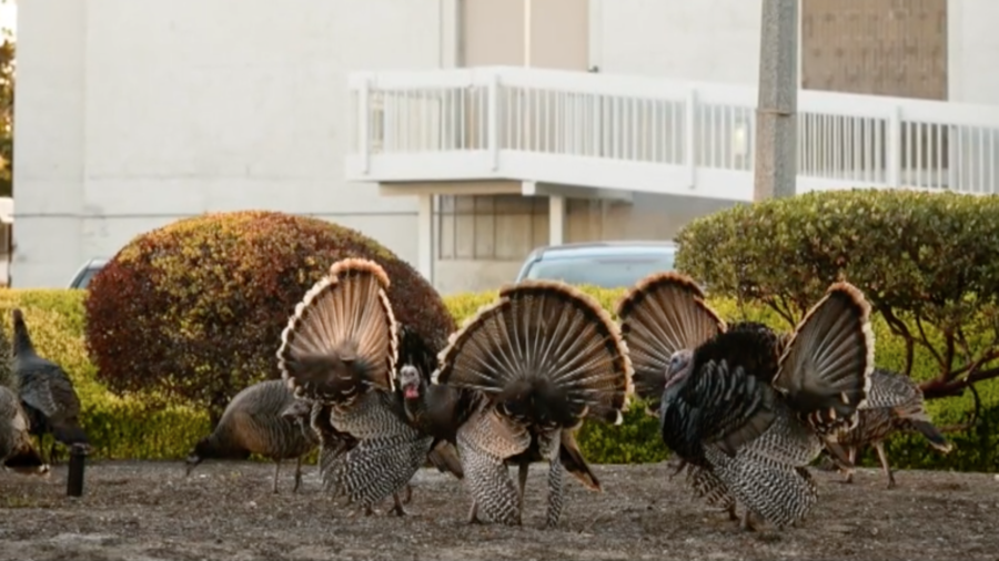 Turkeys Roosting at NASA Ames Research Center
