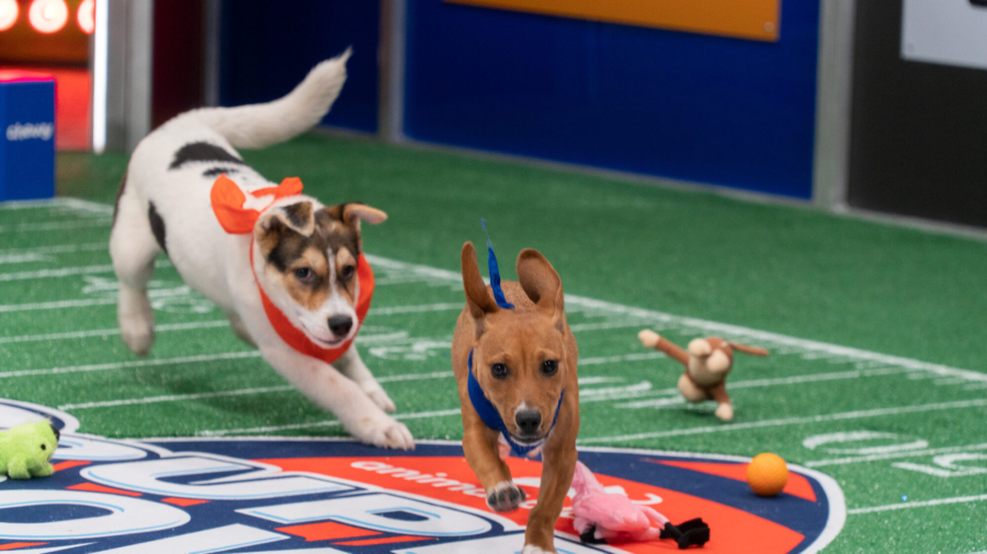 Team Fluff Wins the 2022 Puppy Bowl