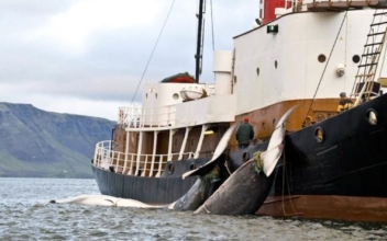 Iceland to End Whaling From 2024 Amid Controversy and Falling Demand