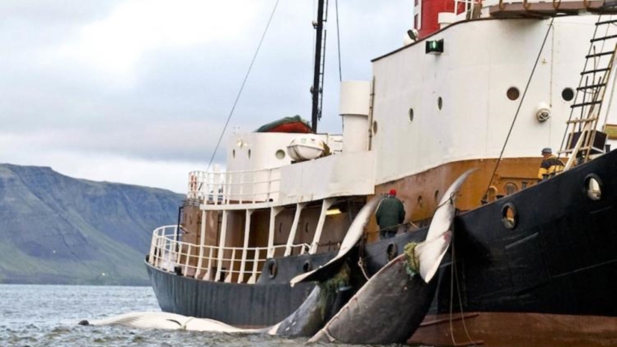 Iceland to End Whaling From 2024 Amid Controversy and Falling Demand