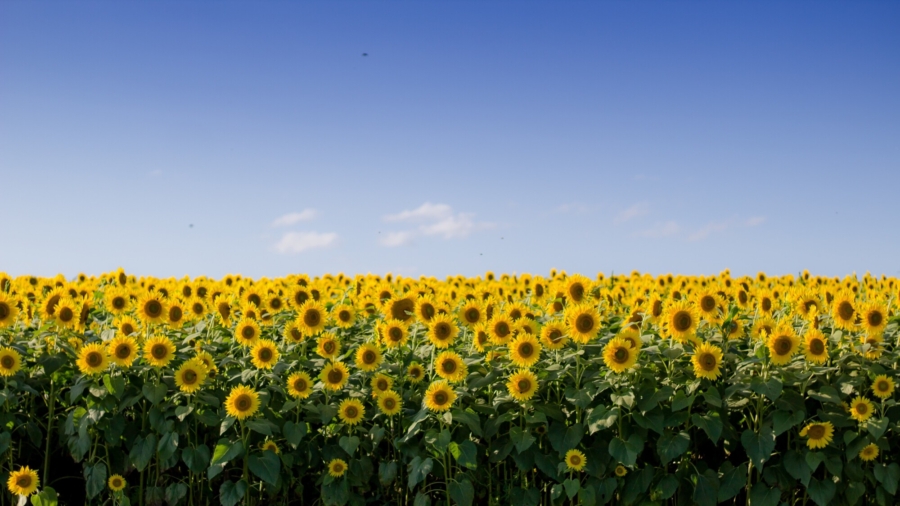 Sunflower Farmers Plant Crop With Drones