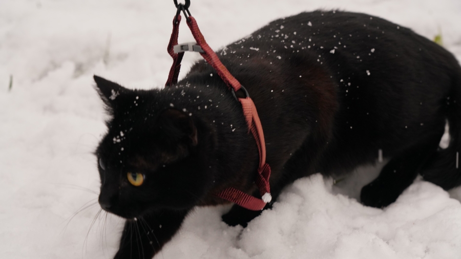 Australia Councils Call for Cats to Be on a Leash