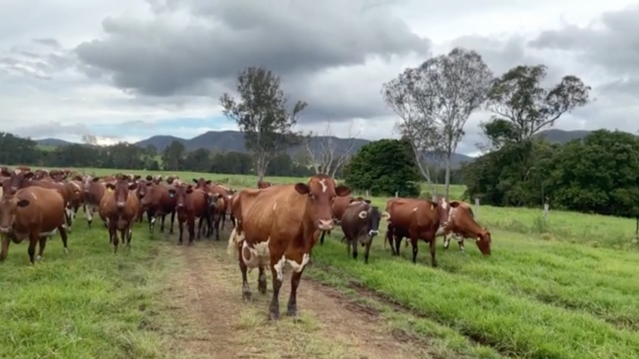 Father and Son Become Dairy Farmers