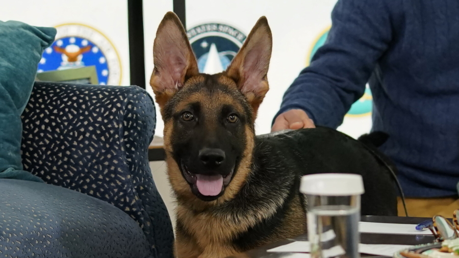 Biden Dog Commander to Make TV Debut During ‘Puppy Bowl’