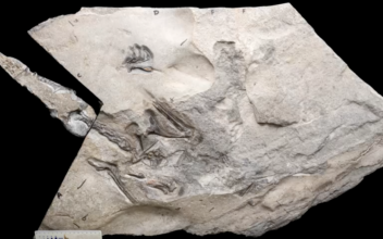 Scotland Unveils Largest Jurassic Pterosaur
