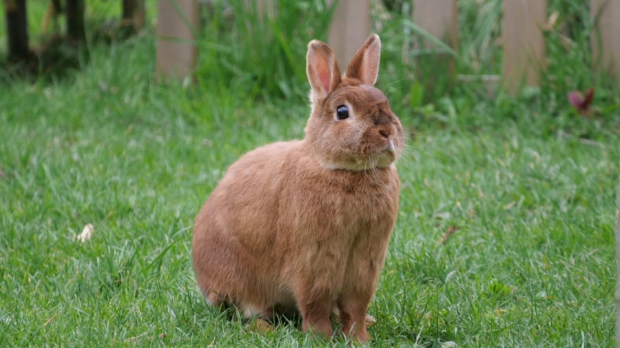California Competitive Eater Defeats Giant Bunny
