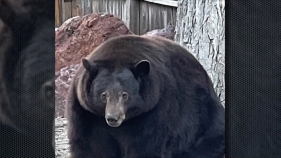 500-Pound Bear Rummages Through Tahoe for Food