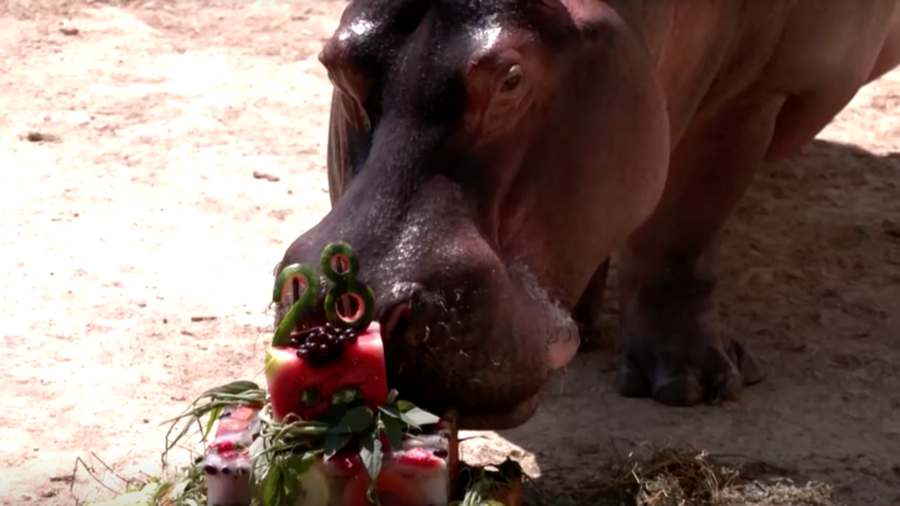 Rio Zoo Celebrates Hippo's 28th Birthday