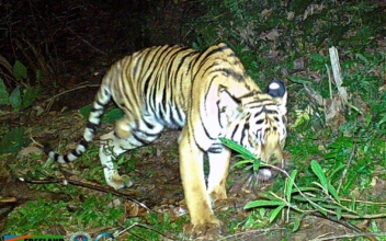 Thai Wildlife Group Says Tiger Missing a Leg Needs Help