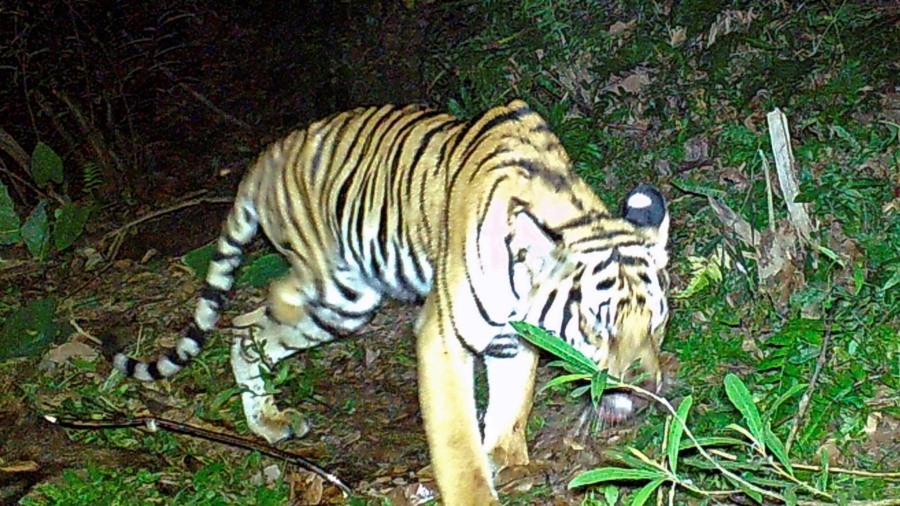 Thai Wildlife Group Says Tiger Missing a Leg Needs Help
