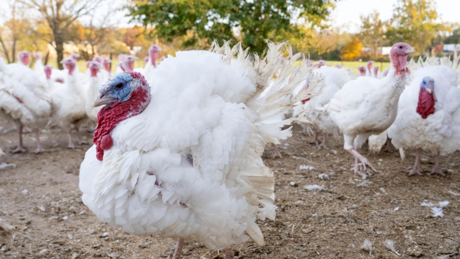 Bird Flu Detected at Indiana, Kentucky, and Virginia Poultry Farms