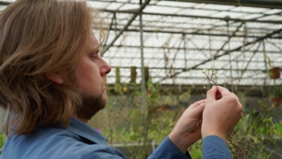 20 New Orchid Species Discovered