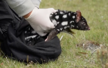 Conservationists Work to Save Eastern Quolls