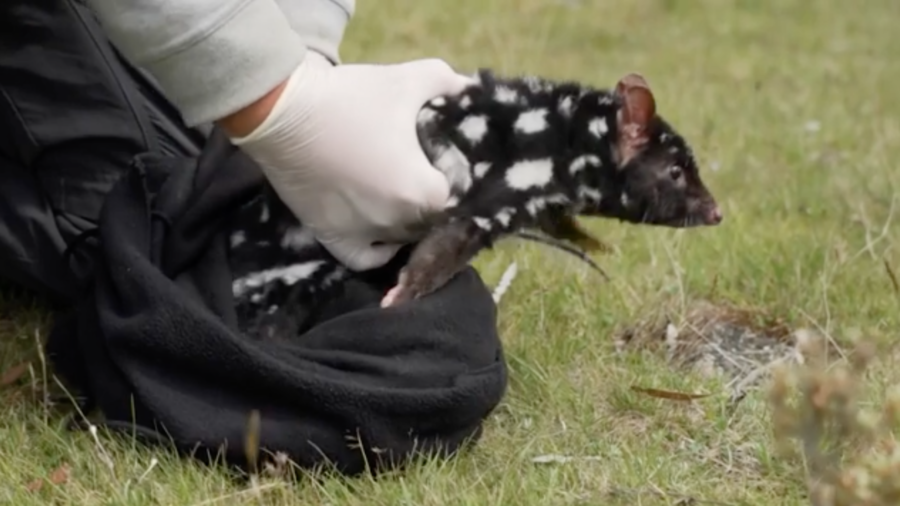 Conservationists Work to Save Eastern Quolls