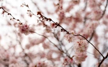 DC Cherry Blossom Officials Eye Weekend Cold Weather