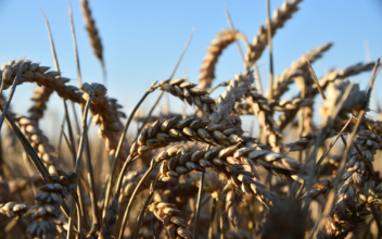 Wheat Prices Rise to 14-Year High After Invasion of Ukraine