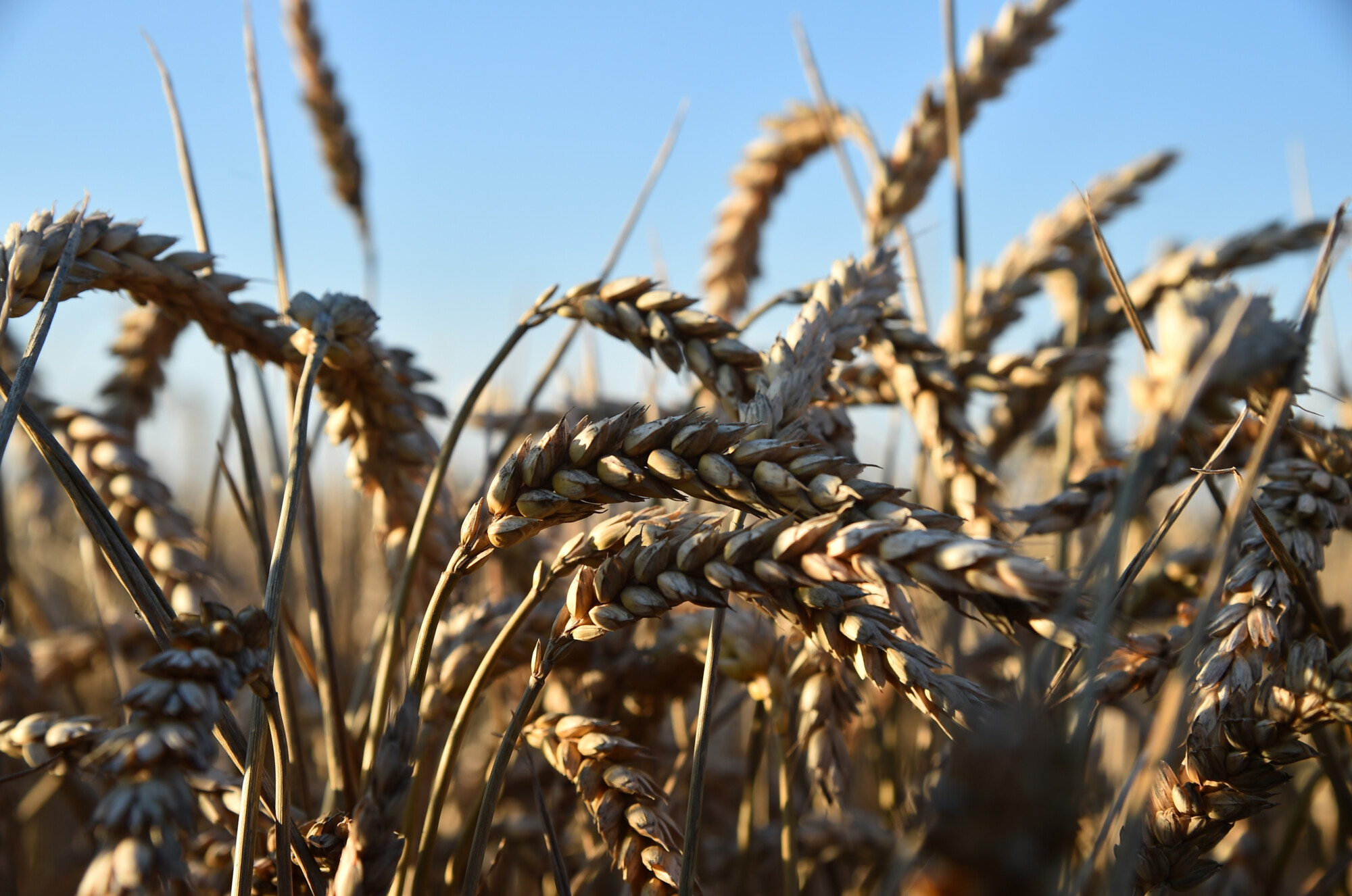 Wheat Prices Rise to 14-Year High After Invasion of Ukraine