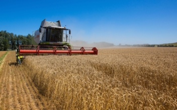 Russian Attack Threatens World’s Wheat Supply